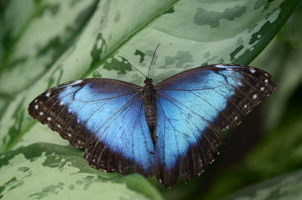 Schmetterling - Butterfly.